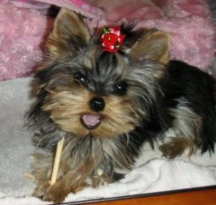 おいちいでしゅ