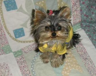 何かくれるの？