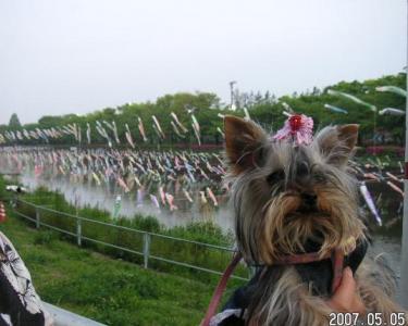 世界一鯉のぼりの里まつり