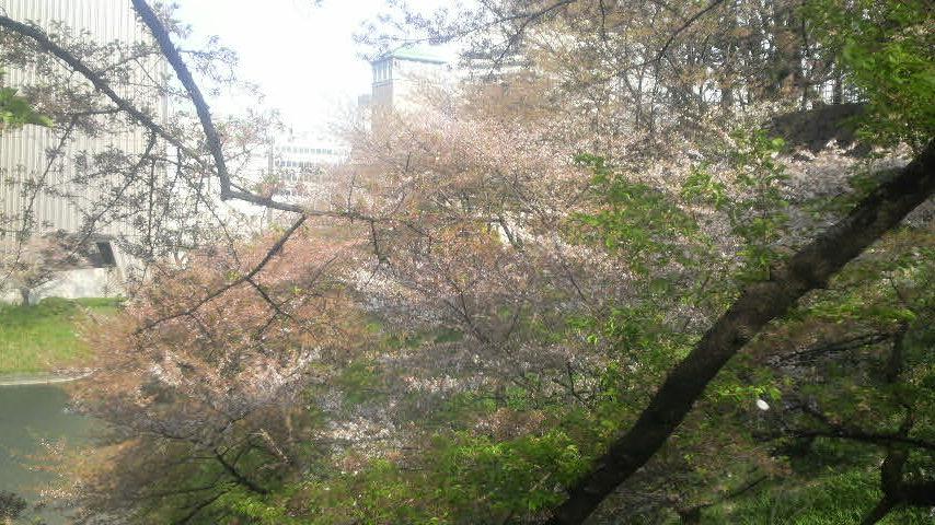 2011年日本武道館の桜