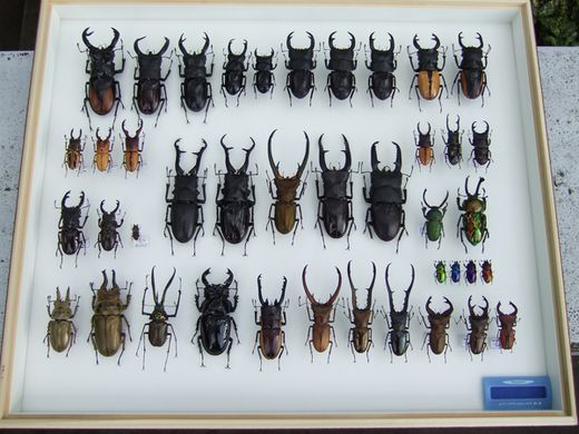 minoさんのコレクション