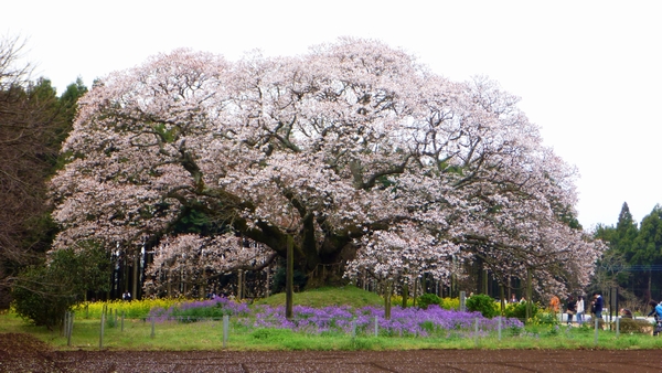 20100411_吉高の大桜02.jpg