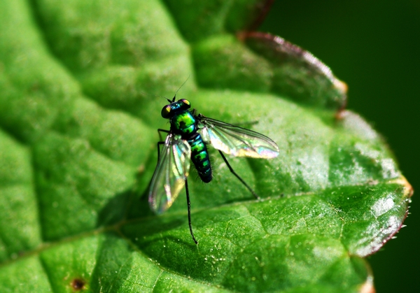 アシナガキンバエ_K20D_100mm.jpg