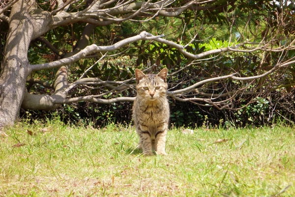 野良猫