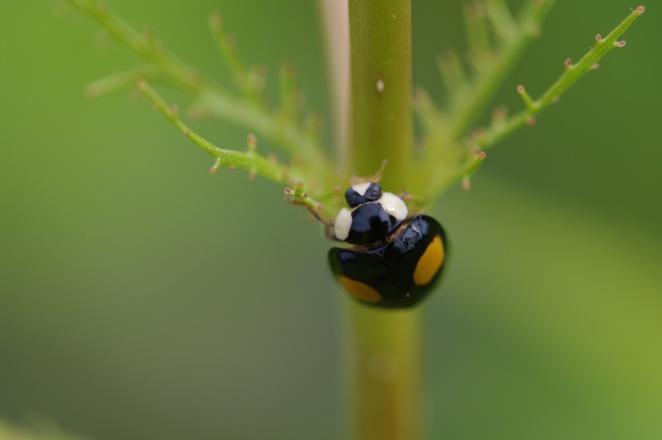 ナミテントウ_K20D_100mm.jpg