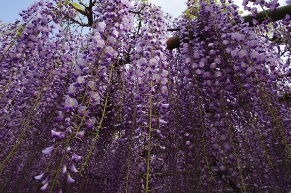 20110430_高円寺_02.jpg