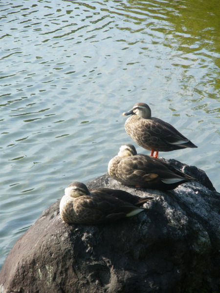 IMGP0343_サイズ変更.JPG