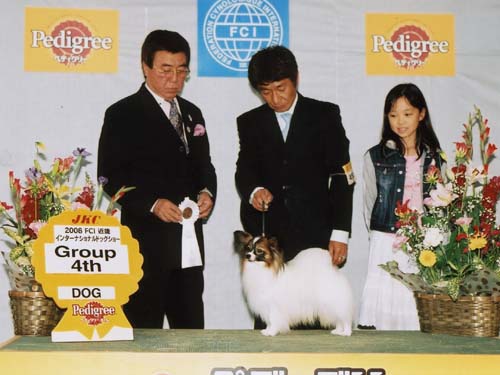 パピヨン犬チャンピオン｜アスラン