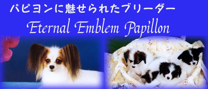 パピヨンに魅せられたブリーダー|Eternal Emblem Papillon Blog