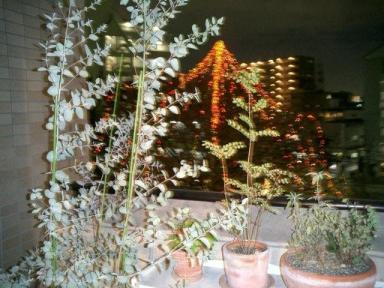2008 12 23 カニ旅行 003.jpg