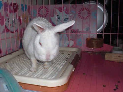 模様替えメロちゃん