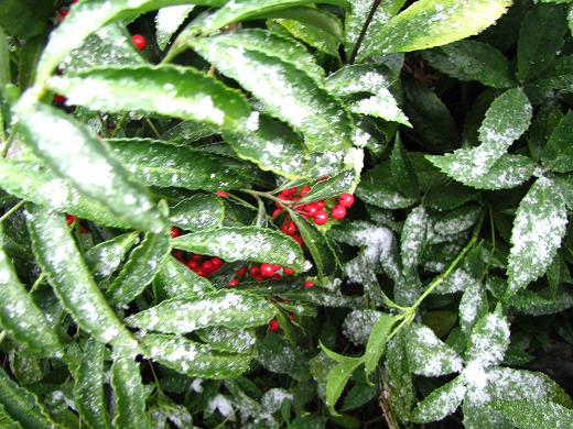初雪　1月１３日
