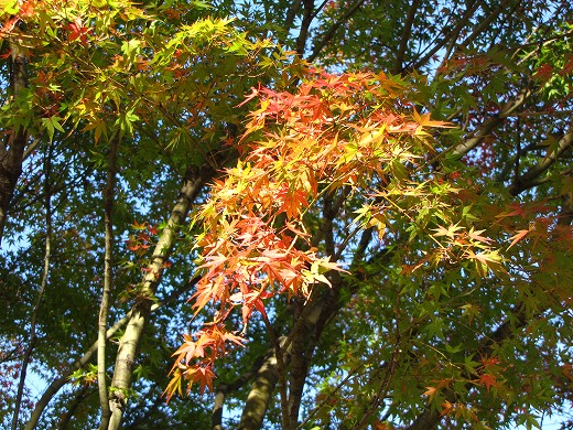 秋色　１１月１４日