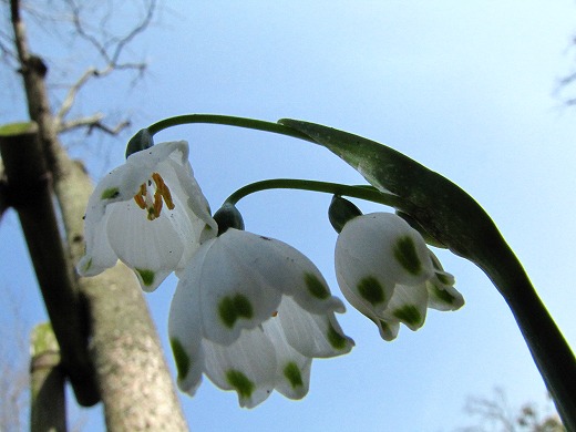 墓参り　３月２２日