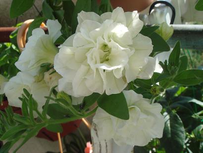 ﾄﾞﾚｽｱｯﾌﾟ ﾗｲﾑ.JPG