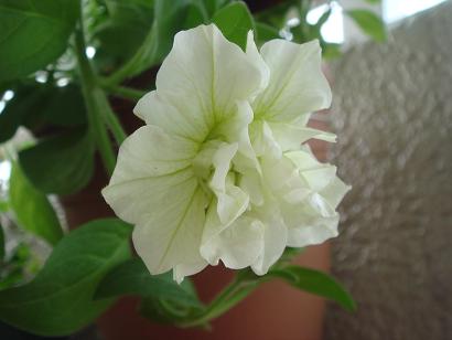 ドレスアップ ライム.JPG