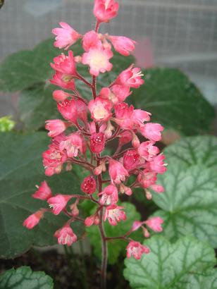 ヒューケラ パリ.JPG