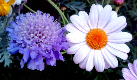 タンポポは たくさんの花が集まっている という事実 時刻の残照 ときのざんしょう 楽天ブログ