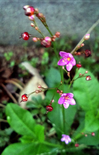 見過ごしそうなほど 小さな小さな花 ハゼラン 時刻の残照 ときのざんしょう 楽天ブログ