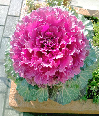 葉牡丹の花束は レタス畑 時刻の残照 ときのざんしょう 楽天ブログ