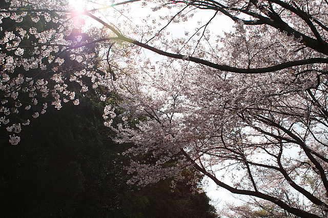 桜2010　02