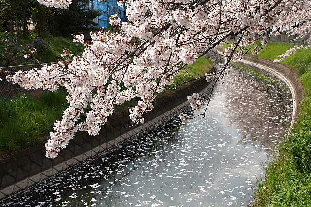 桜2010　05