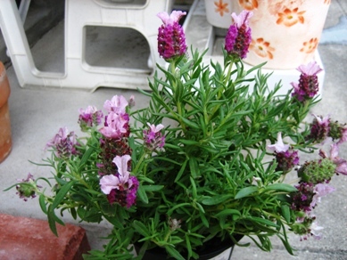 キューレッドラベンダー_090422-2