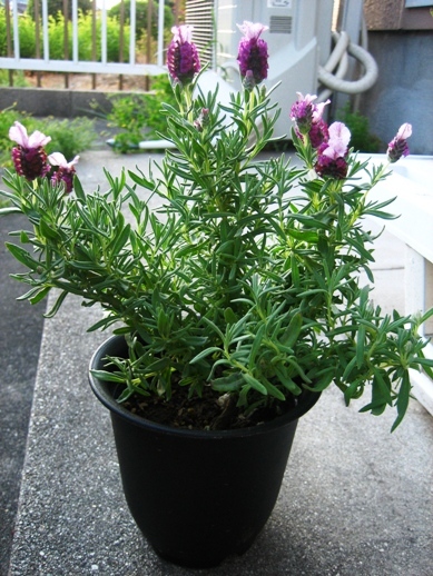 キューレッドラベンダー_090423-1