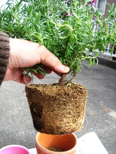 キューレッドラベンダー_090426-1