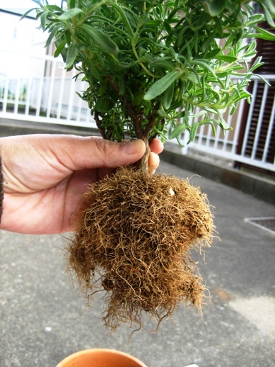 キューレッドラベンダー_090426-2