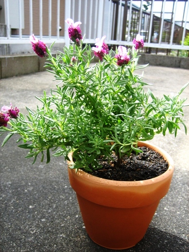 キューレッドラベンダー_090426-3