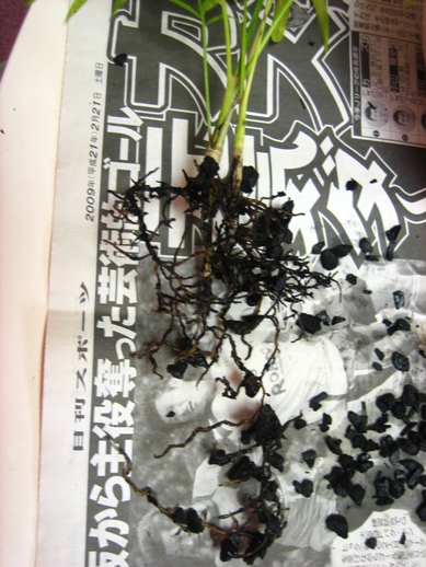 テーブルヤシB_090429-2