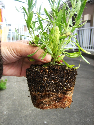 スイートラベンダー_090426-1