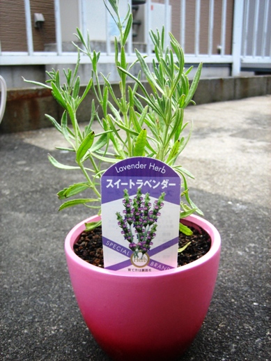 スイートラベンダー_090426-3