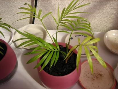 テーブルヤシB_090429-8