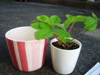 ワイルドストロベリー_090614-2