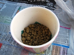 ワイルドストロベリー_090614-4