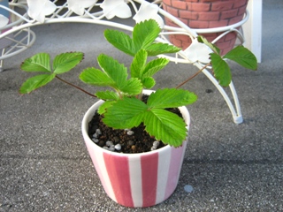 ワイルドストロベリー_090614-5