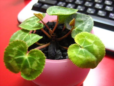 マイクロシクラメン_090425-2