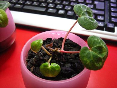 マイクロシクラメン_090425-3