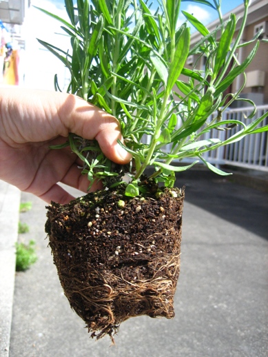 スーパーふらのラベンダー_090426-1