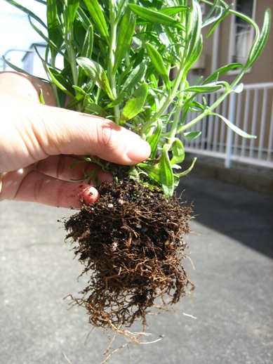 スーパーふらのラベンダー_090426-2