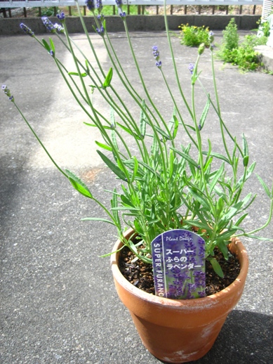 スーパーふらのラベンダー_090426-3