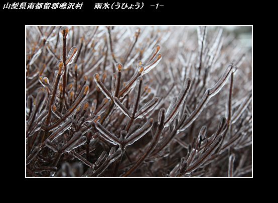 IMG_0242雨氷-1.jpg