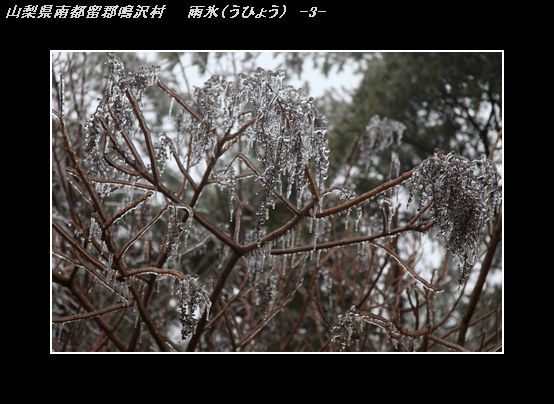 IMG_0303雨氷-3.jpg