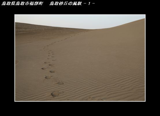 IMG_9825鳥取砂丘の風紋-1.jpg
