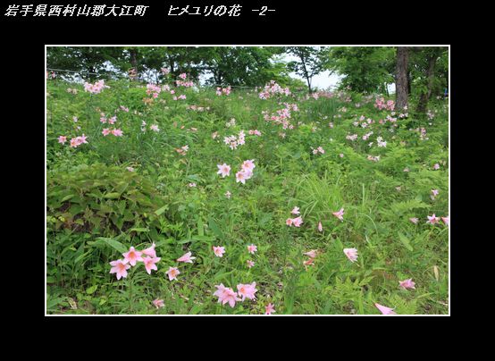 IMG_7230ヒメユリの花-2.jpg