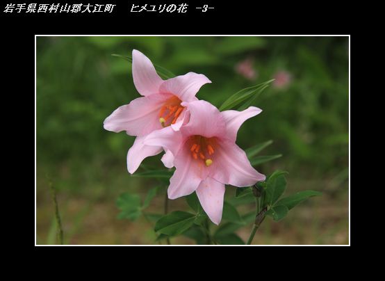 IMG_7200ヒメユリの花-3.jpg