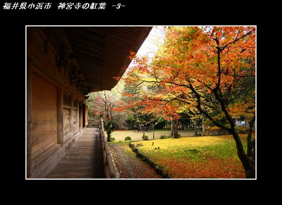 IMG_8044神宮寺の紅葉-3.jpg