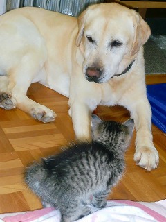 こねことkarate 001.jpg